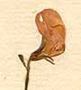 Lotus tetraphyllus L., blomma x8