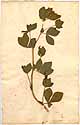 Lotus tetragonolobus L., framsida