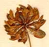 Lotus uliginosus L., inflorescens x8