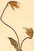 Lotus vexillata L., blommor x8
