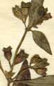 Ludvigia perennis L., blomställning x8