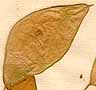 Lunaria rediviva L., frukt x8