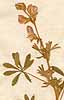 Lupinus pilosa L., blomställning x3
