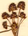 Luzula multiflora (Ehrh.) Lej., blomställning x8