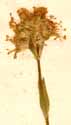 Lychnis alpina L., blomställning x8