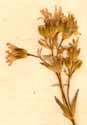 Lychnis alpina L., blomställning x8