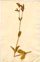 Lychnis dioica L., front