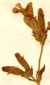 Lychnis dioica L., inflorescens x6