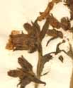 Lychnis dioica L., inflorescens x5