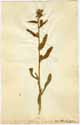 Lycopsis arvensis L., framsida