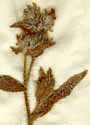 Lycopsis arvensis L., blomställning x6