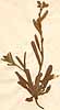 Lycopsis echioides L., närbild, framsida