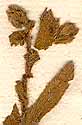 Lycopsis echioides L., close-up, front