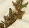 Lycopsis variegata L., close-up x8