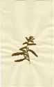 Lycopsis variegata L., framsida