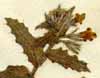 Lycopsis variegata L., närbild x6