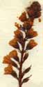 Lysimachia atropurpurea L., blomställning x8
