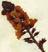 Lysimachia atropurpurea L., blomställning x8