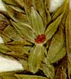 Lysimachia linum-stellatum L., blomma x8
