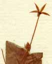 Lysimachia nemorum L., flower x8