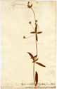 Lysimachia quadrifolia L., front