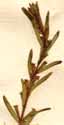 Lythrum hyssopifolia L., inflorescens x8