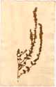 Lythrum salicaria L., front