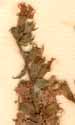 Lythrum salicaria L., blomställning x7