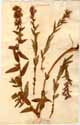 Lythrum salicaria L., framsida
