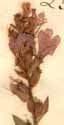 Lythrum salicaria L., blomställning x7