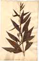 Lythrum verticillatum L., front