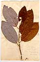 Magnolia glauca L., framsida