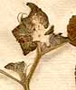 Malachra capitata L., inflorescens x8
