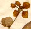 Malpighia bannisteroides L., blommor x8