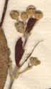 Malpighia crassifolia L., inflorescens x8