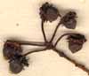 Malpighia obscura L., frukter x8