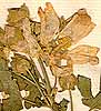 Malva alcea L., blommor x8