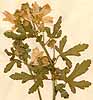 Malva alcea L., inflorescens x3