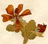 Malva capensis L., blomställning x6