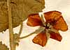 Malva capensis L., blomställning x8