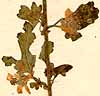 Malva capensis L., blomställning x8