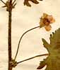 Malva caroliniana L., blomma x8