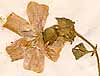 Malva hispanica L., inflorescens x7