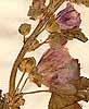 Malva sylvestris L., flowers x8