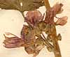 Malva sylvestris L., blommor x7