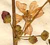 Malva sylvestris L., blomställning x8