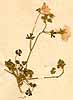 Malva tournefortiana L., närbild, framsida