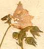 Malva tournefortiana L., inflorescens x8