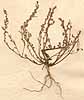 Manulea cheiranthus L., närbild, framsida x2