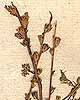 Manulea cheiranthus L., inflorescens x8